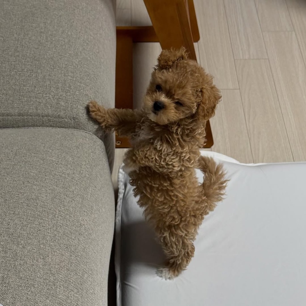 Kancho, Maltipoo puppy