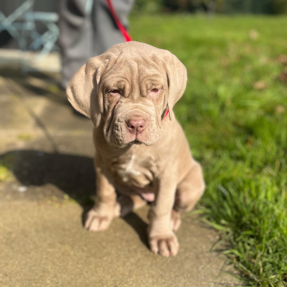 Bonnie, Neapolitan Mastiff puppy