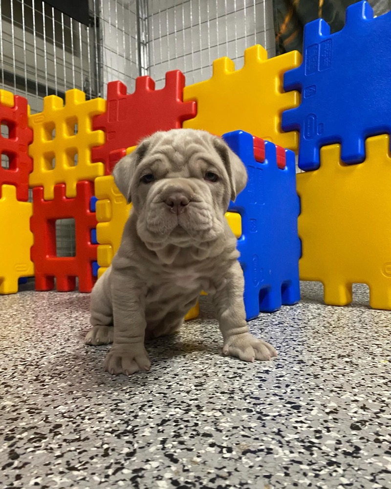 Consi, Neapolitan Mastiff puppy