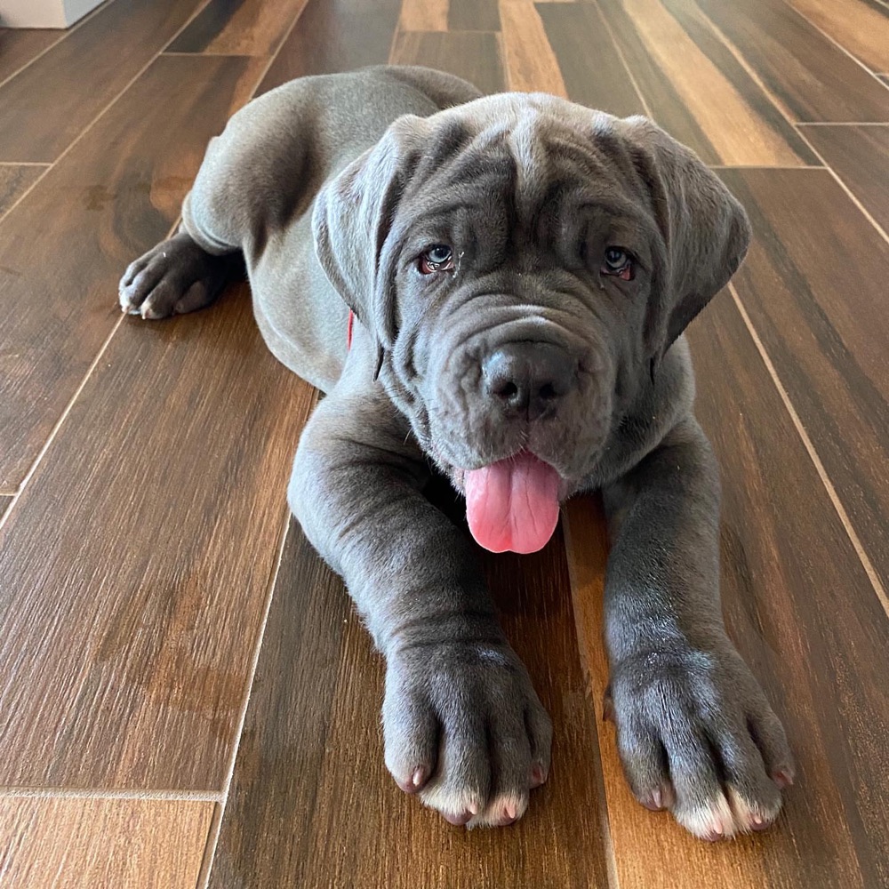 Jest, Neapolitan Mastiff puppy