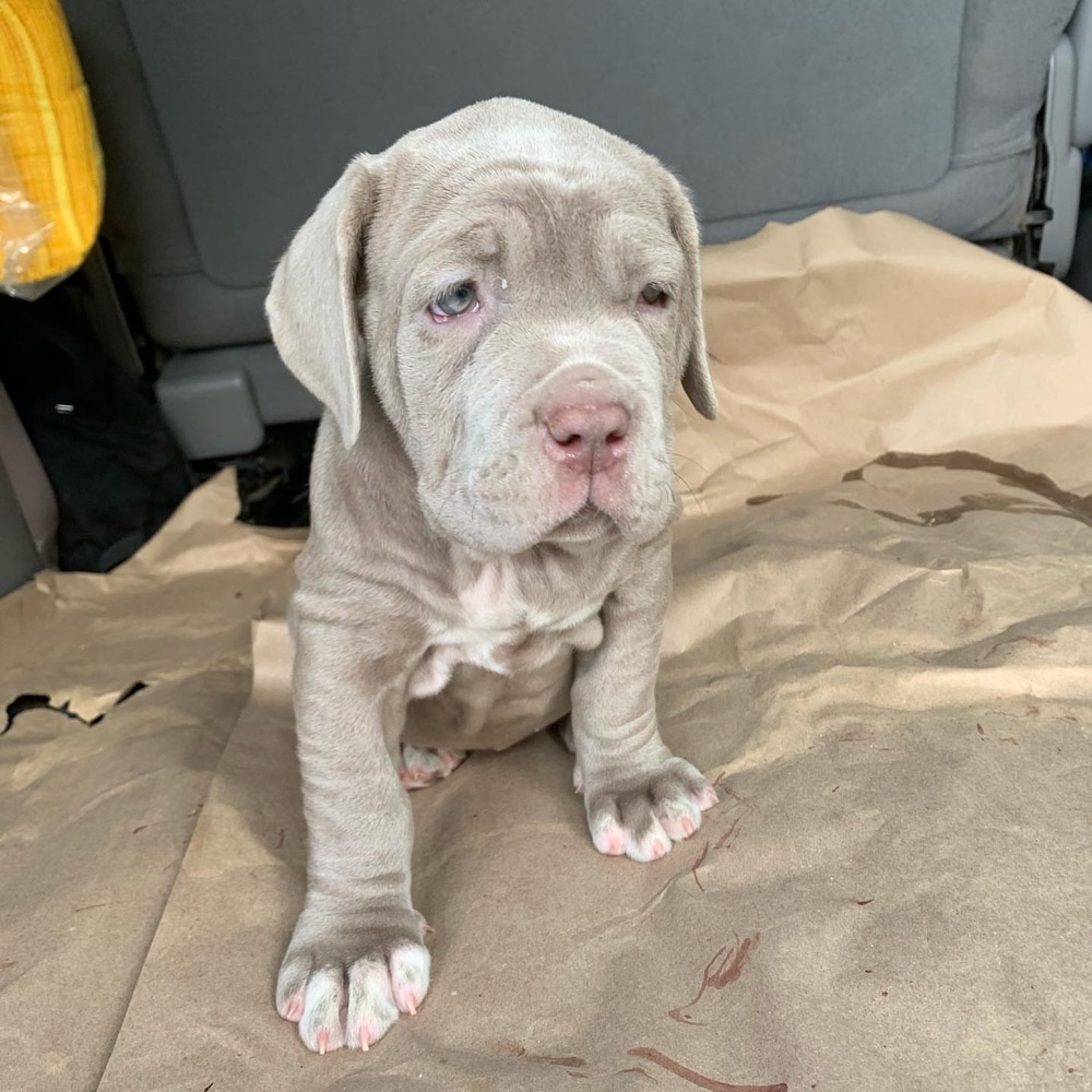 Koa, Neapolitan Mastiff puppy
