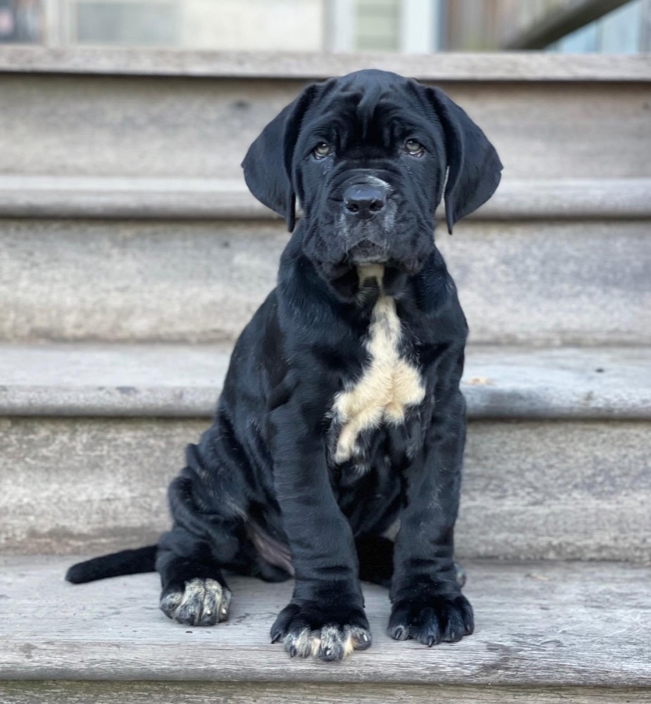 Madeline, Neapolitan Mastiff puppy