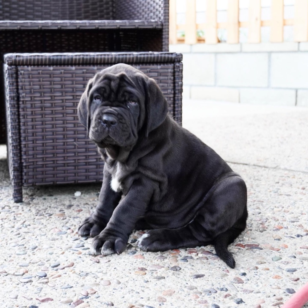 Sasha, Neapolitan Mastiff puppy