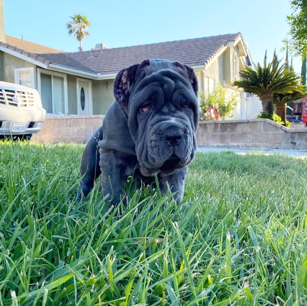 Neapolitan Mastiff puppy