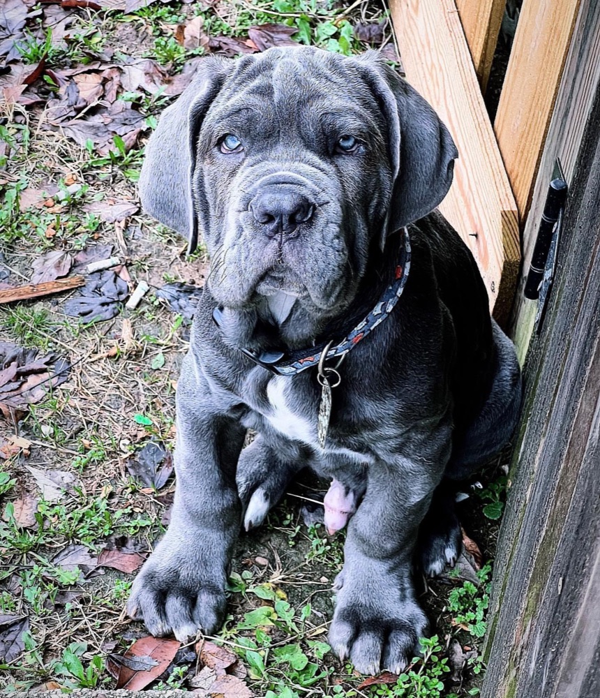 Zeus, Neapolitan Mastiff puppy
