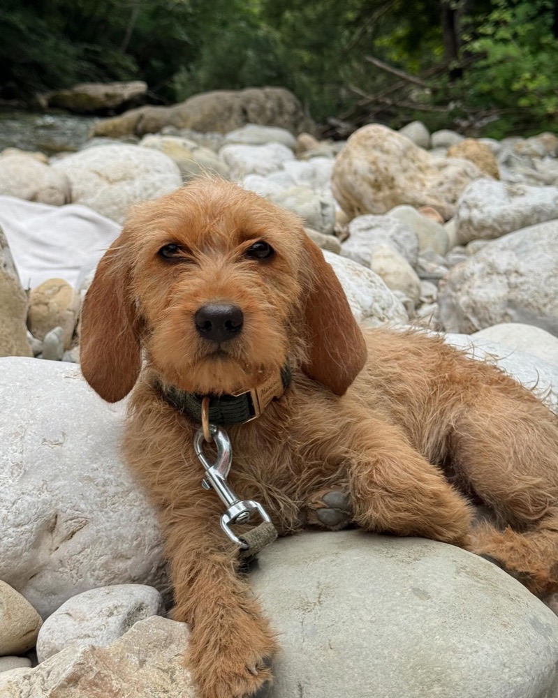 Otterhound puppy