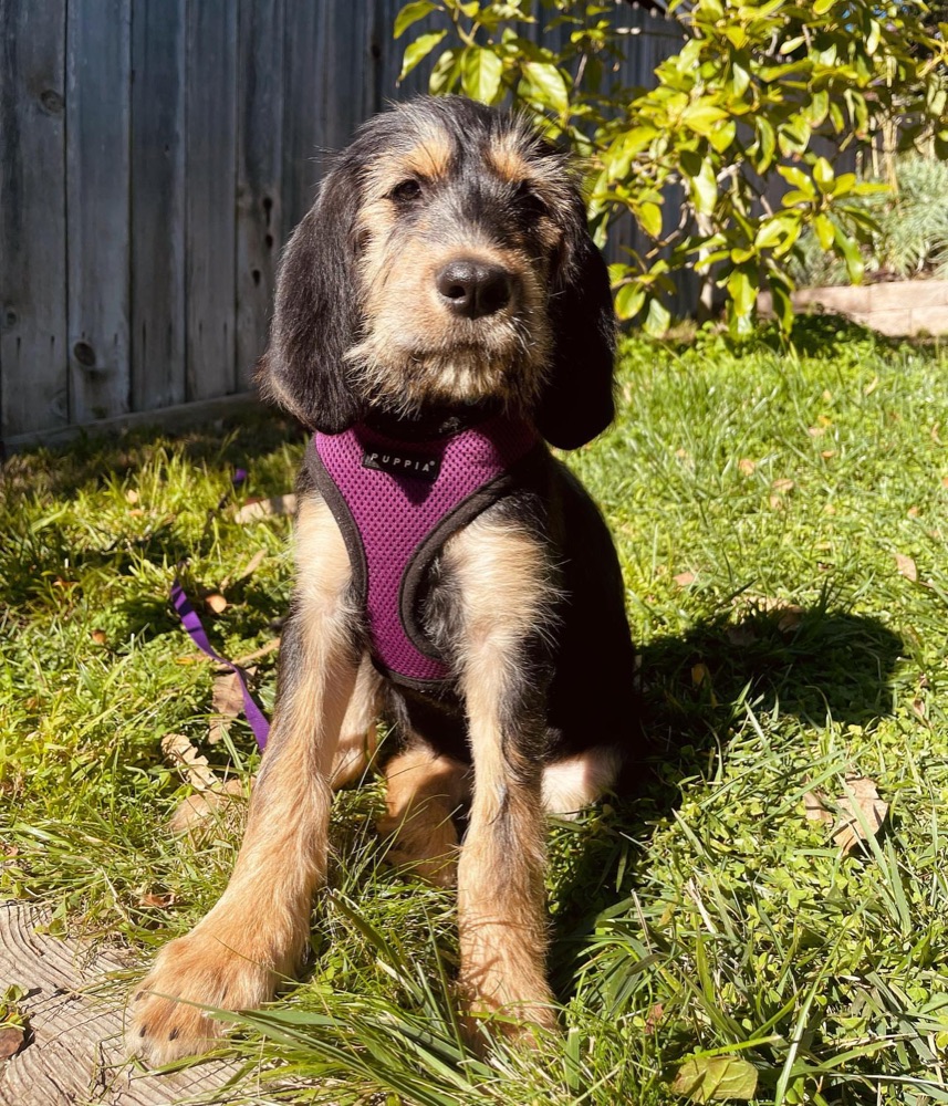 Olivet, Otterhound puppy