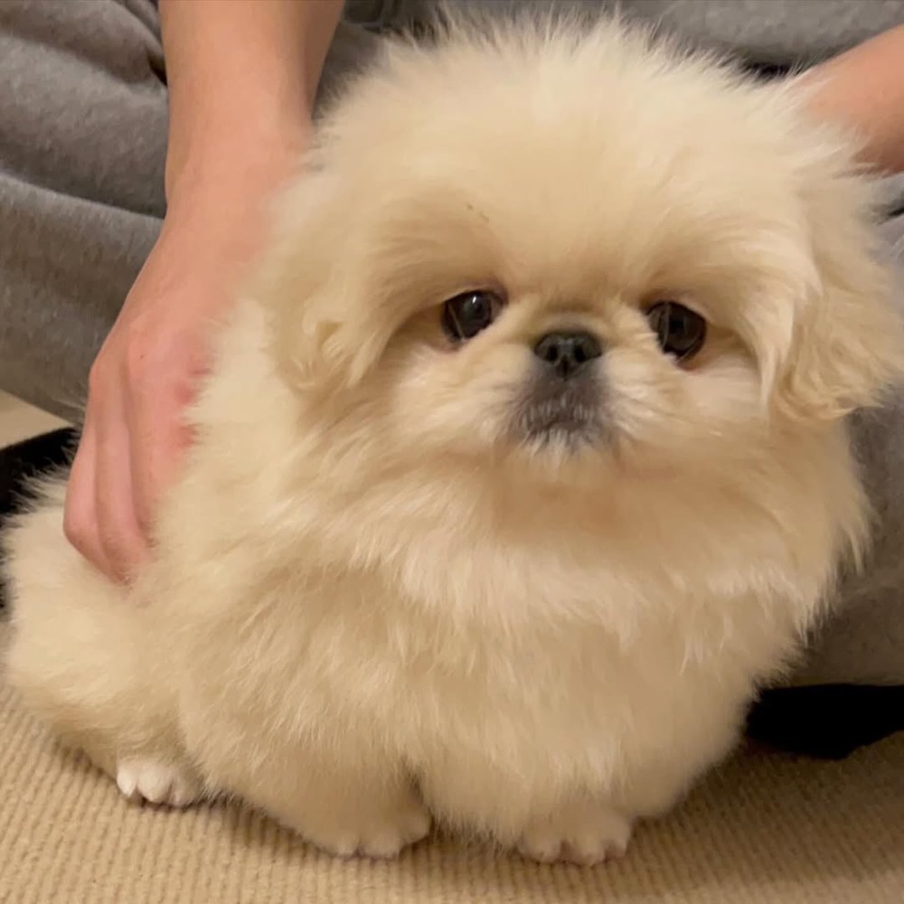 Gabu, Pekingese puppy