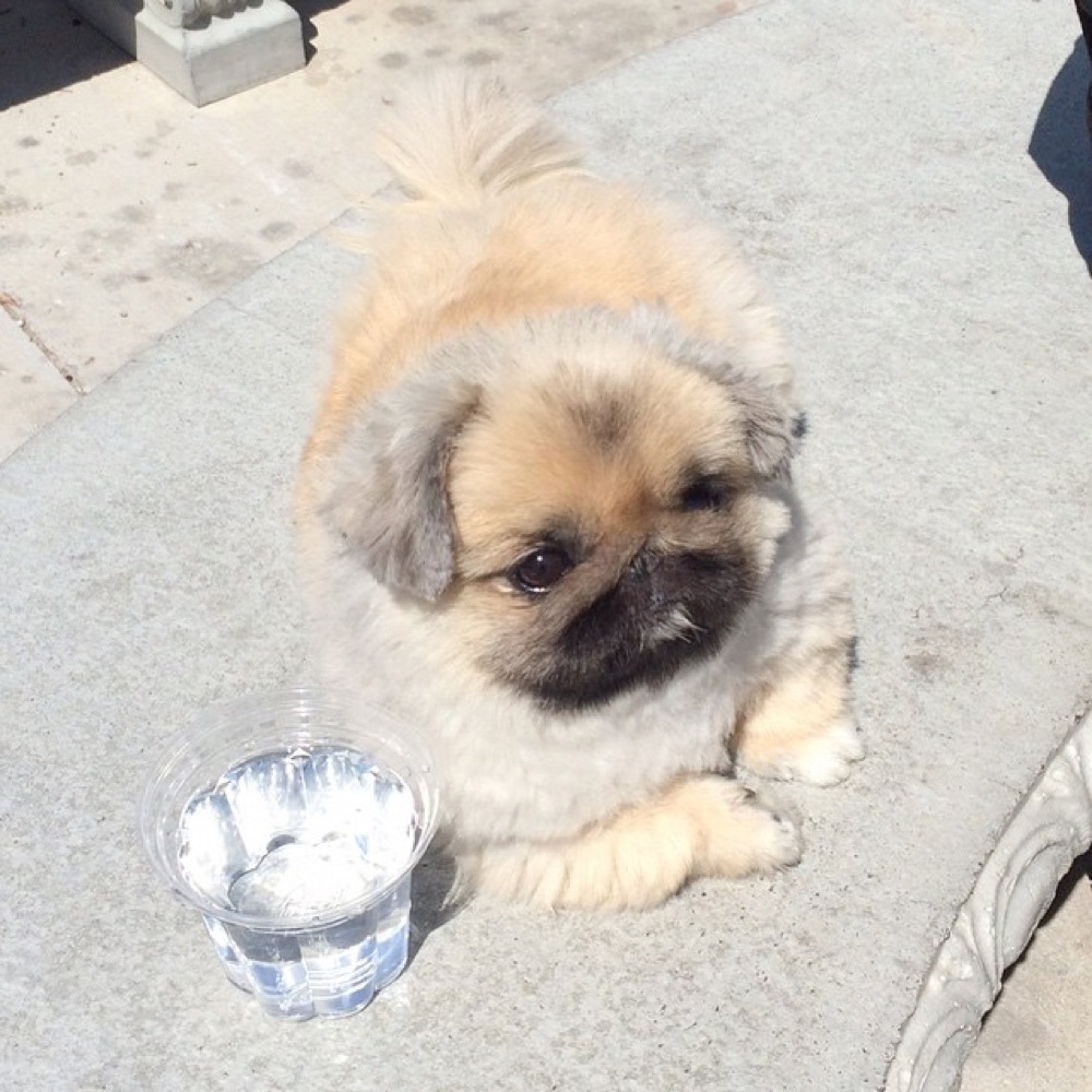 Kalua, Pekingese puppy