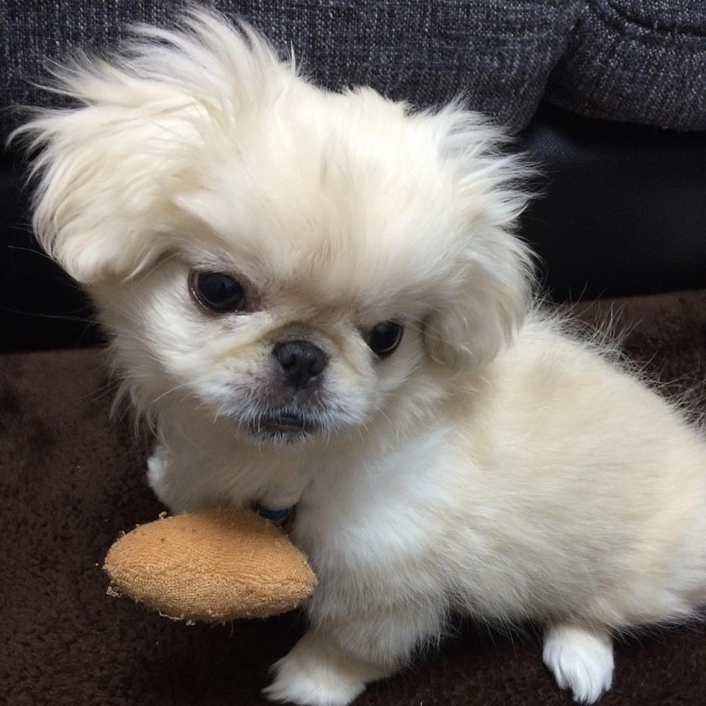 Mame, Pekingese puppy
