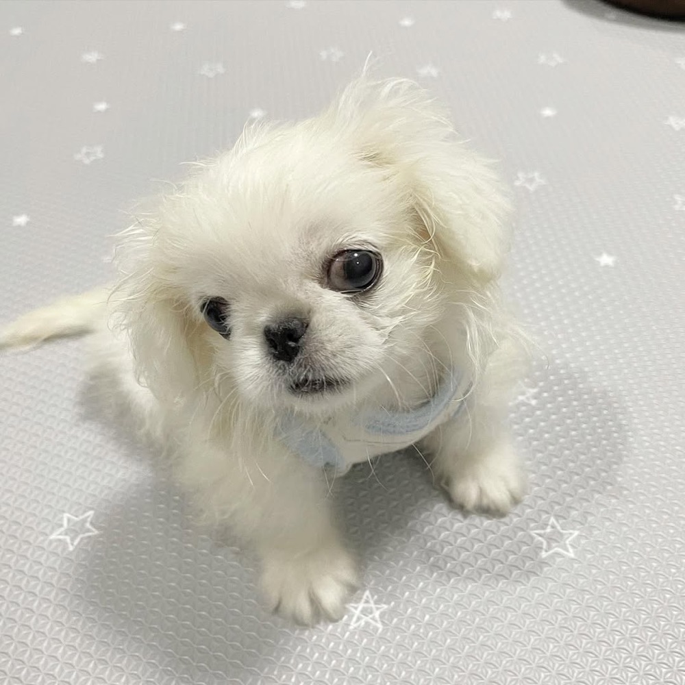 Pekingese puppy