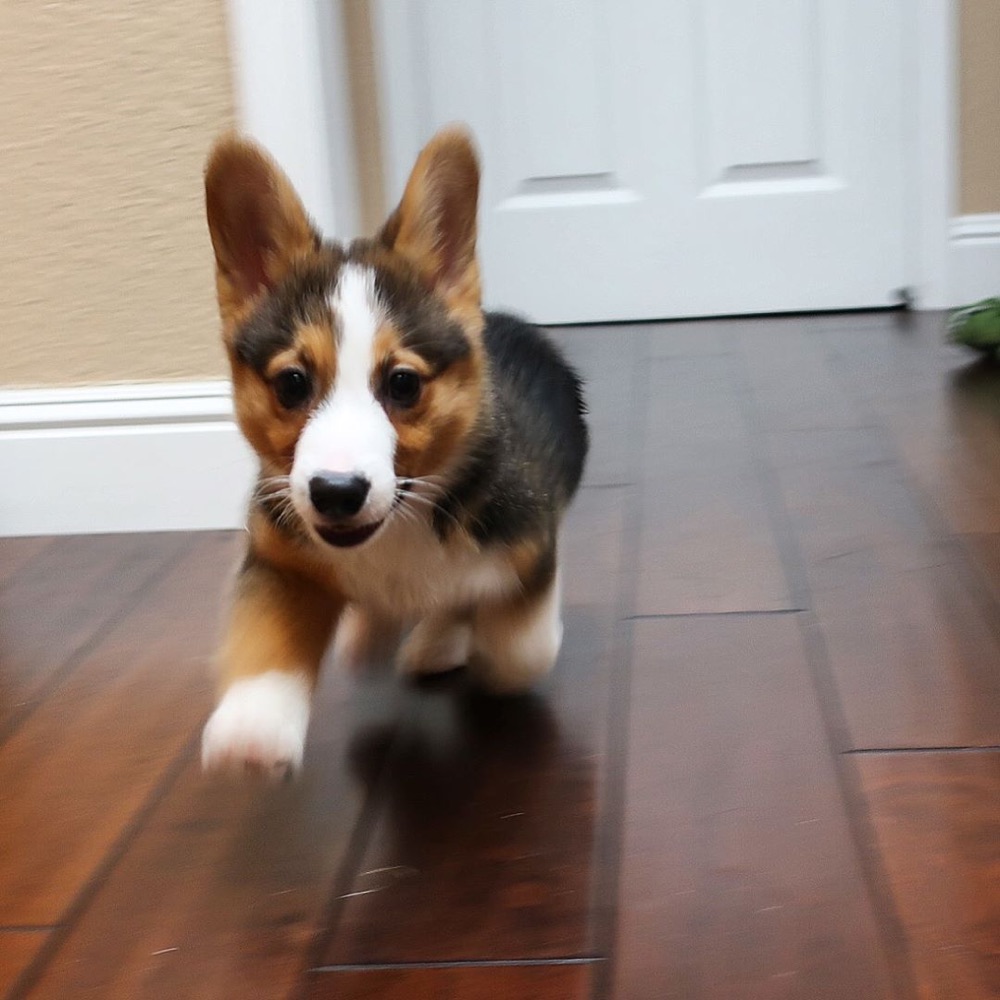 Ace, Pembroke Welsh Corgi puppy