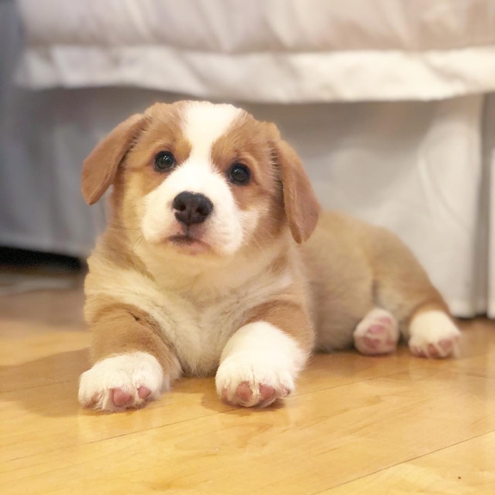 Pembroke Welsh Corgi puppy