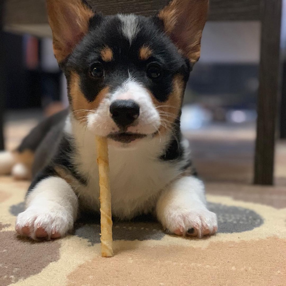 Brenda, Pembroke Welsh Corgi puppy