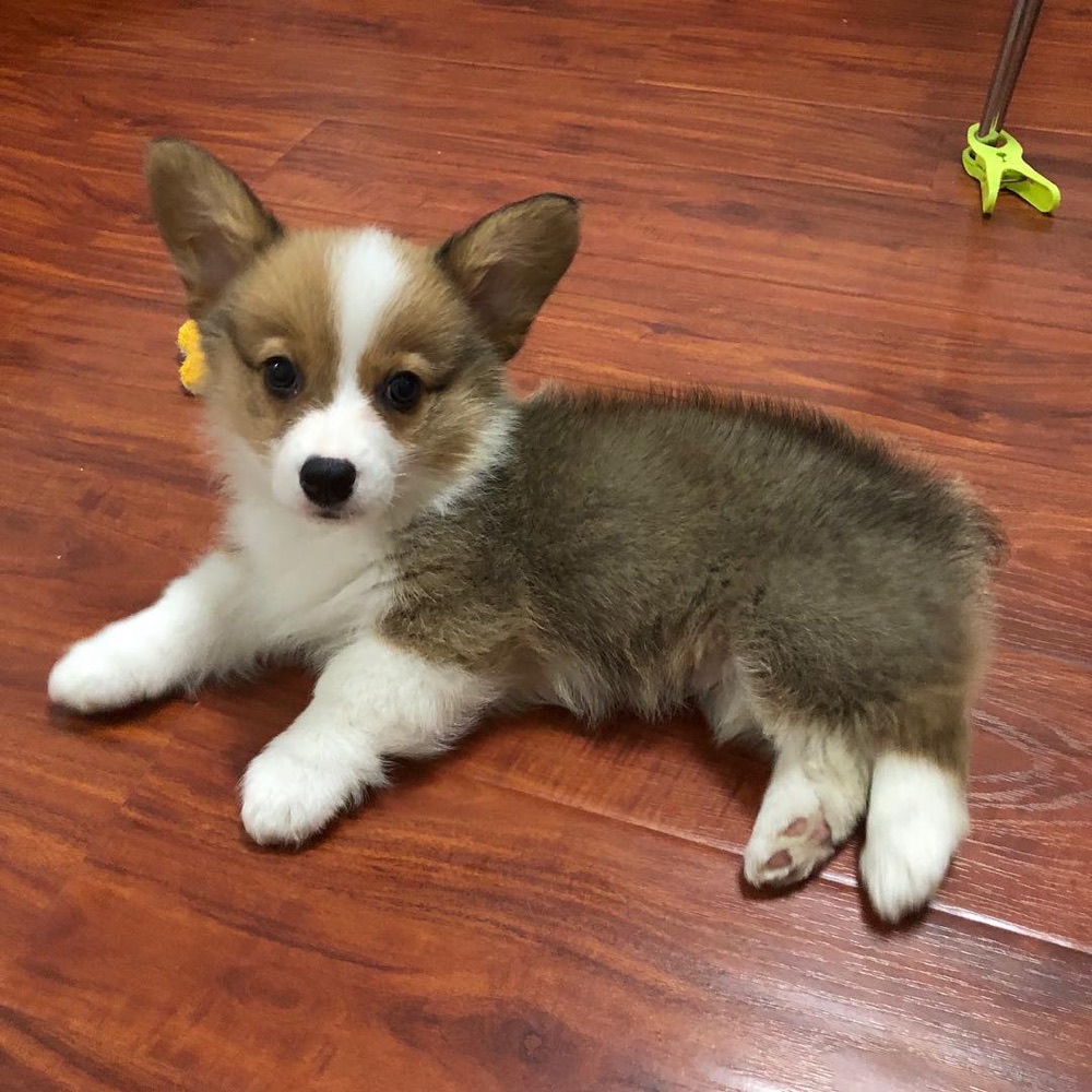 Cindy, Pembroke Welsh Corgi puppy