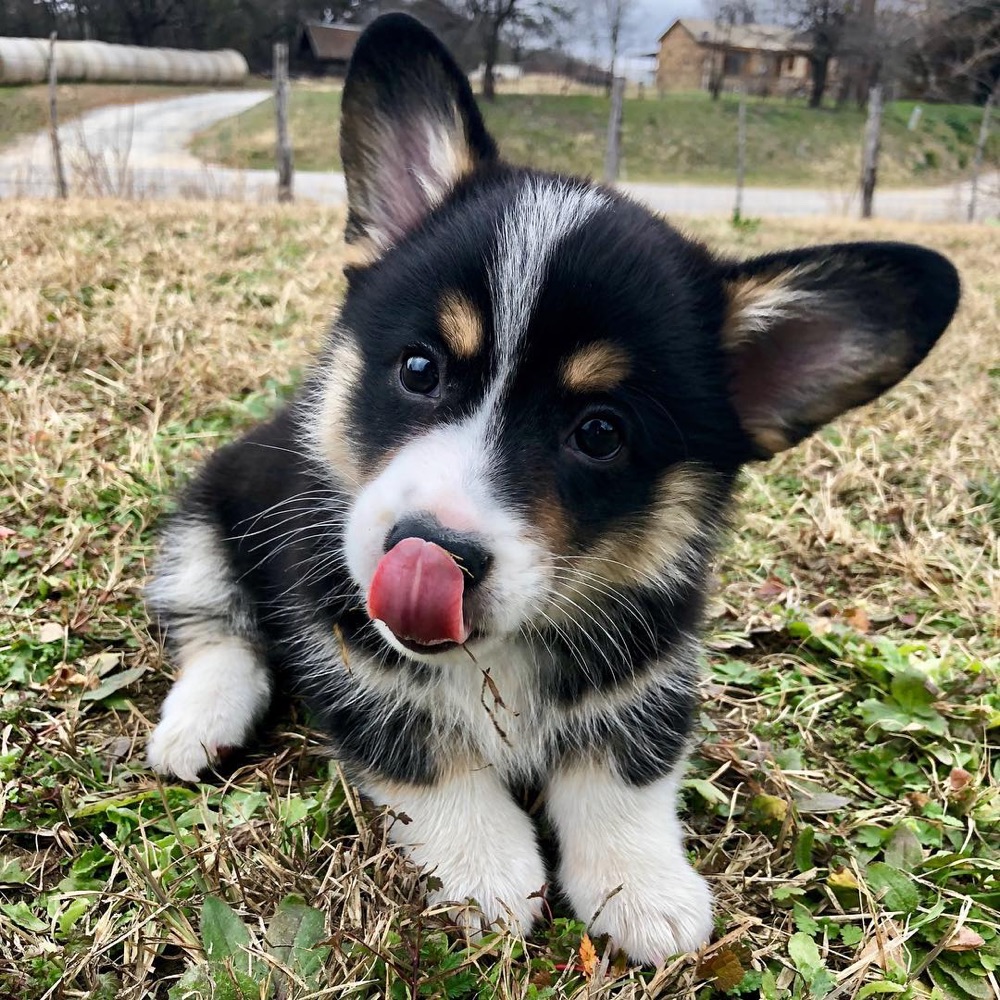 Gift, Pembroke Welsh Corgi puppy