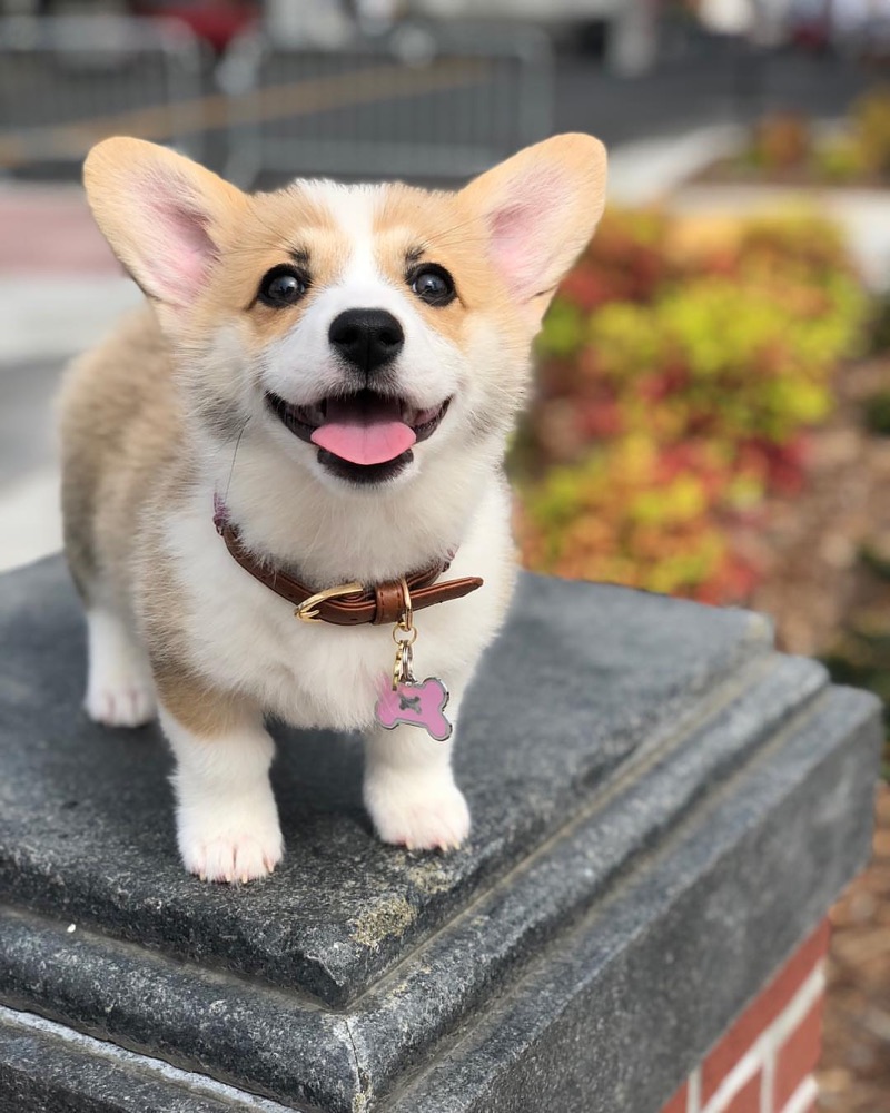 Lychee, Pembroke Welsh Corgi puppy
