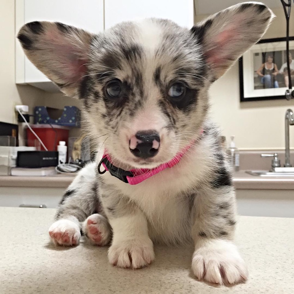 Romeo, Pembroke Welsh Corgi puppy