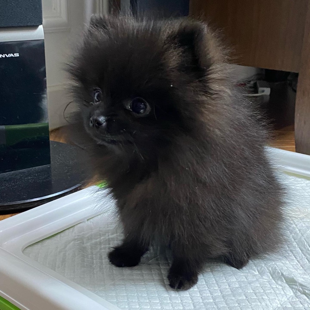 Cae, Pomeranian puppy