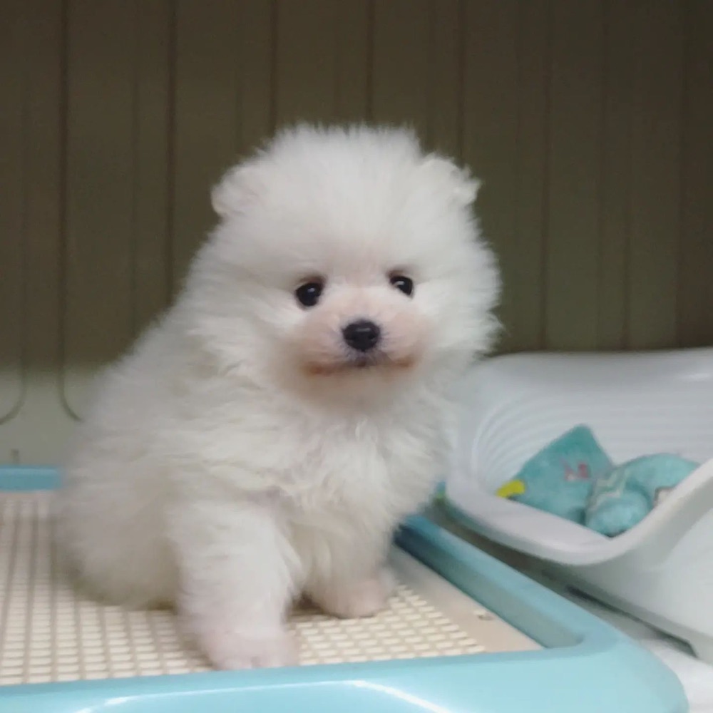 Darling, Pomeranian puppy