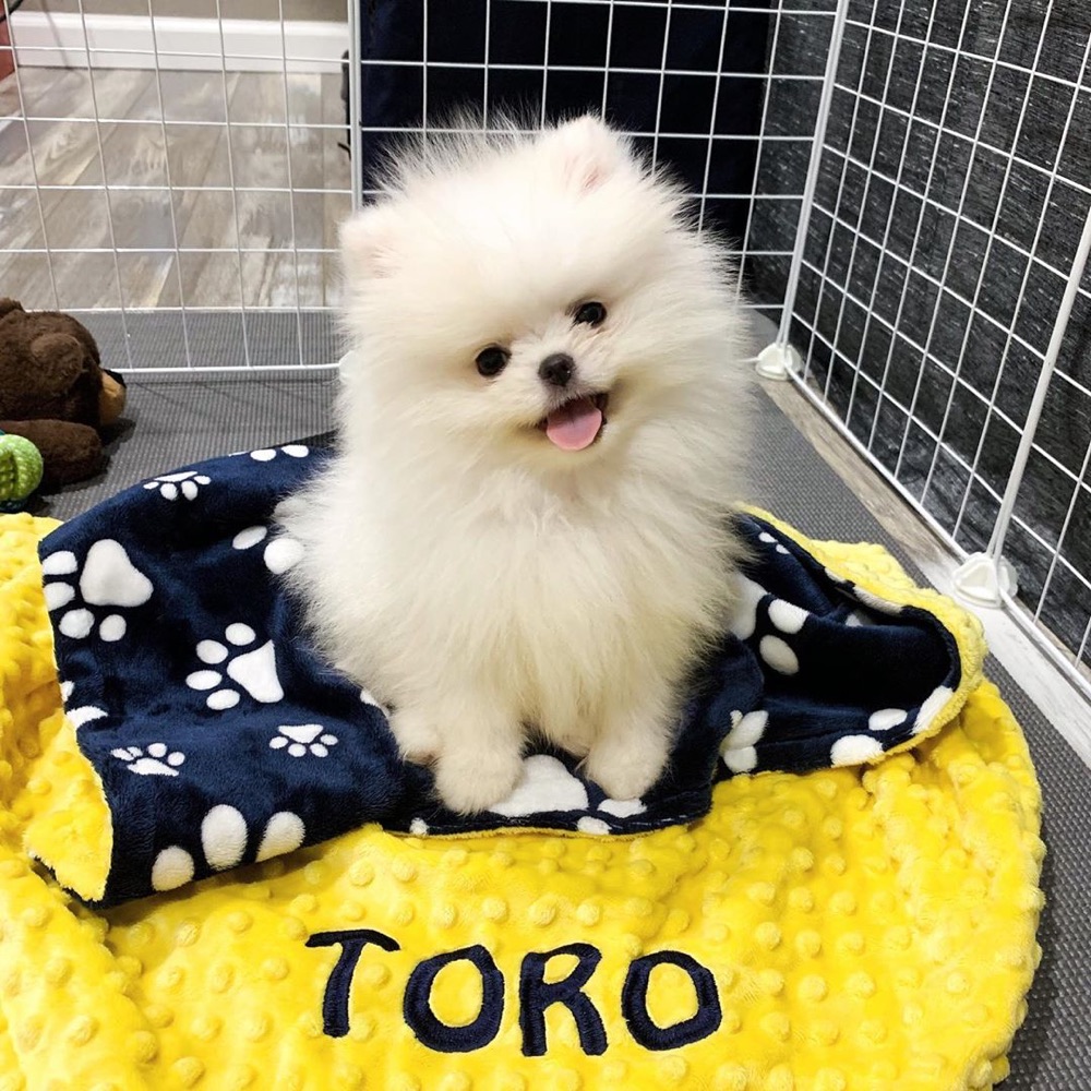 Pomeranian puppy
