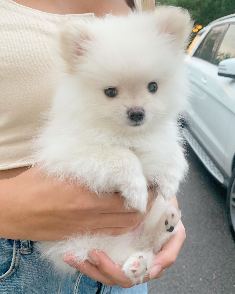 Max, Pomeranian puppy