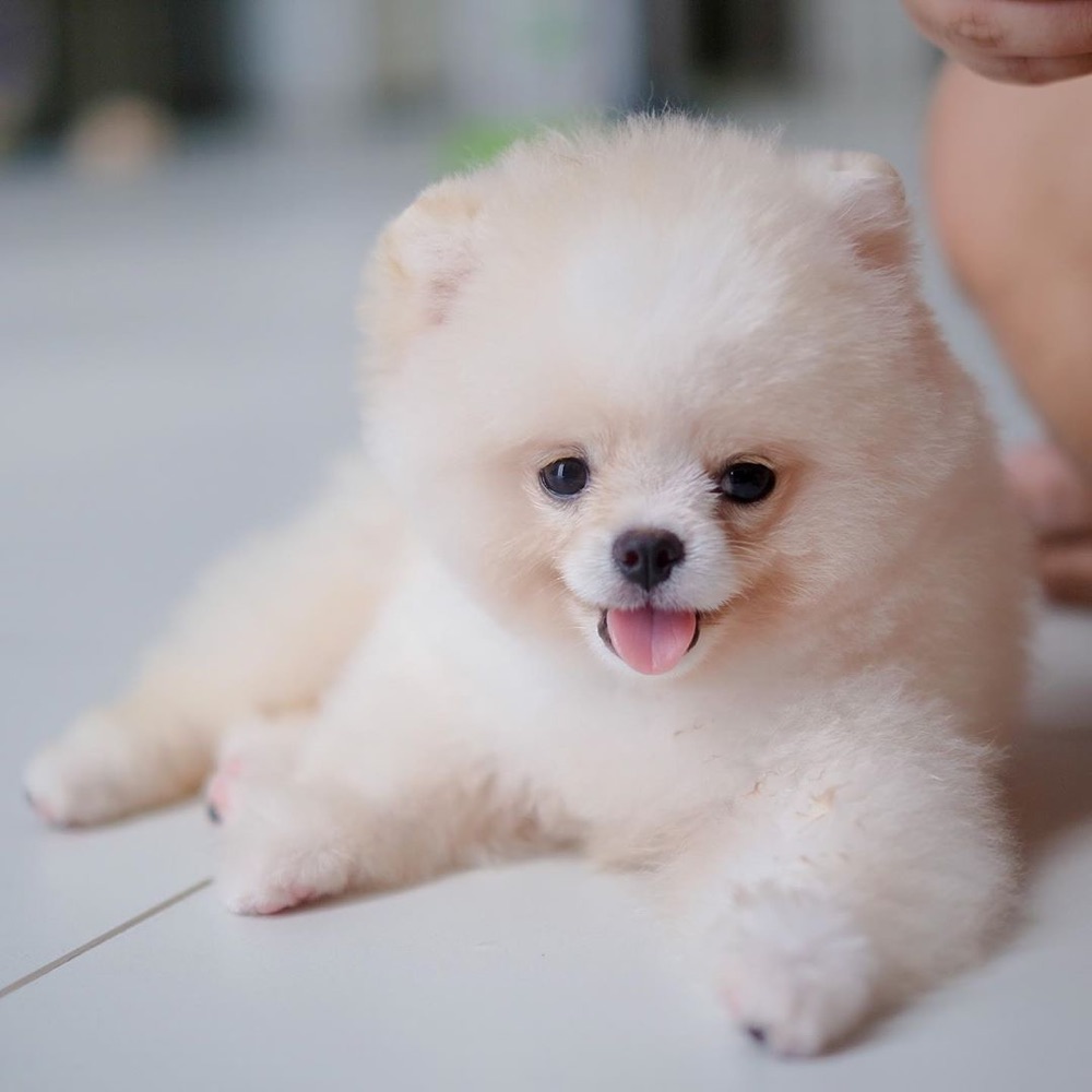 Milo, Pomeranian puppy