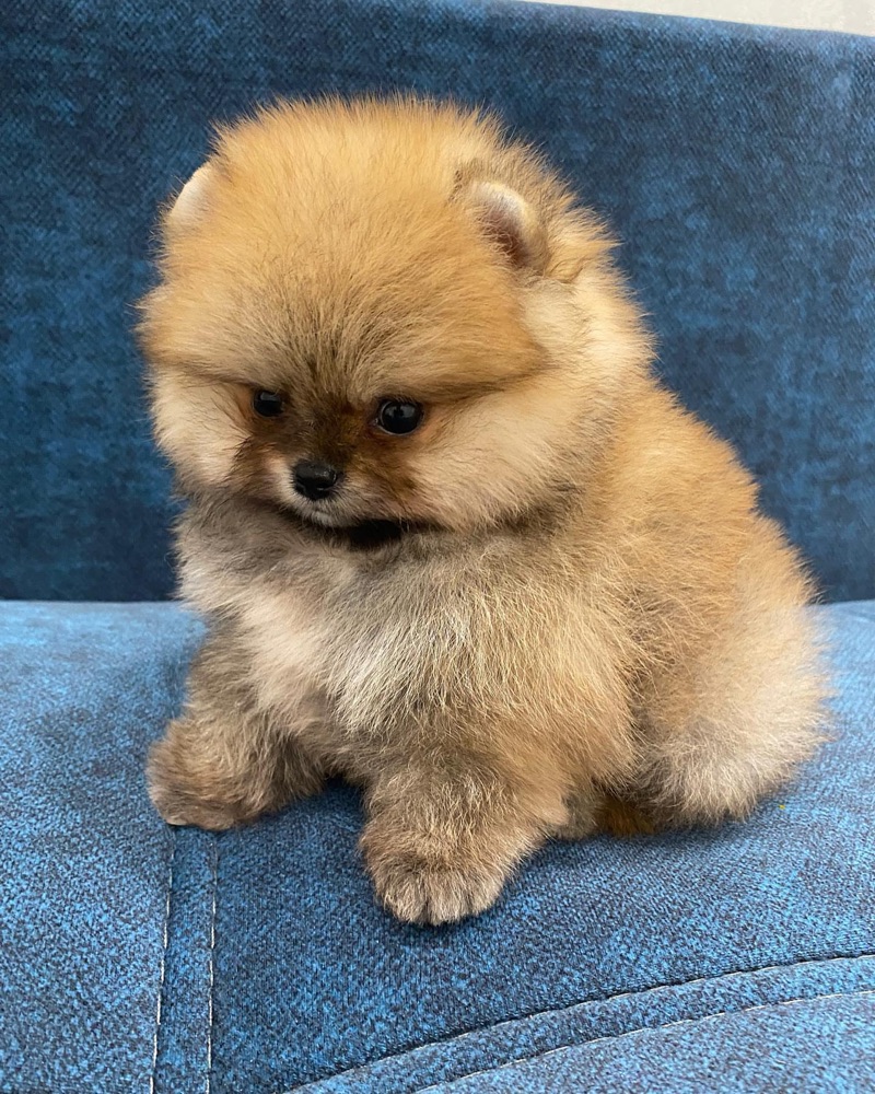 Mishki, Pomeranian puppy
