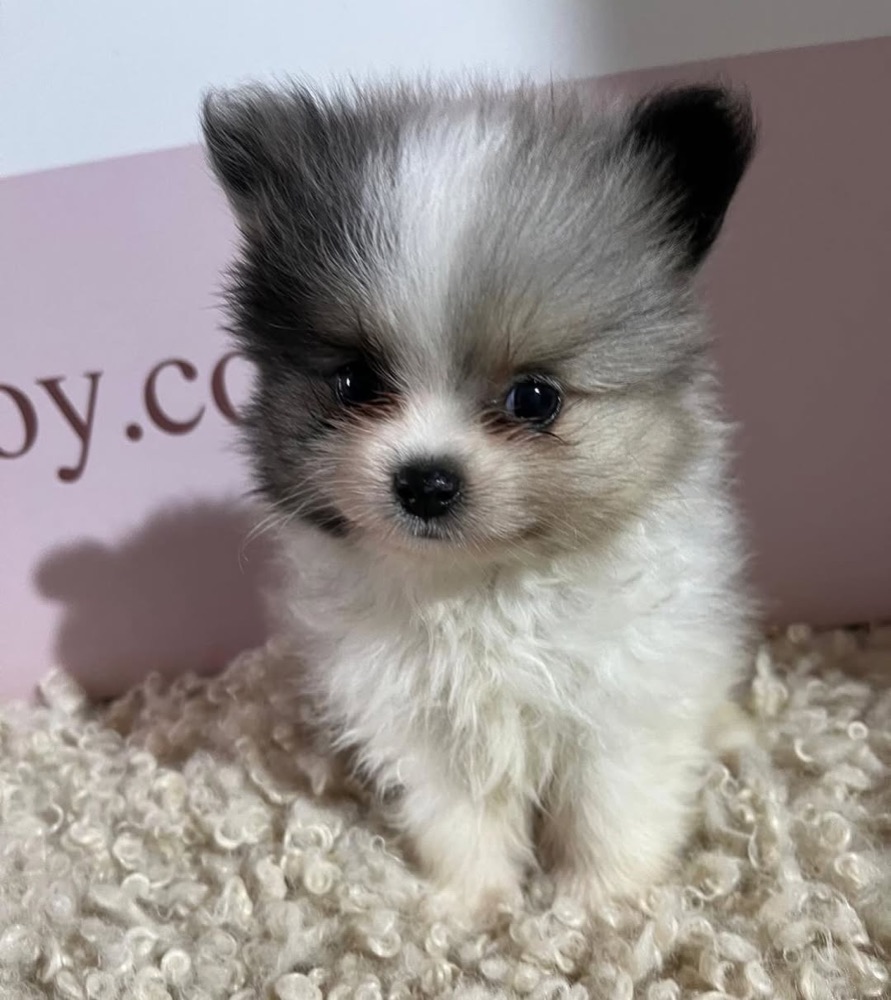 Pompom, Pomeranian puppy