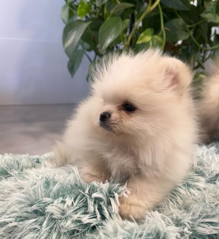 Romeo, Pomeranian puppy