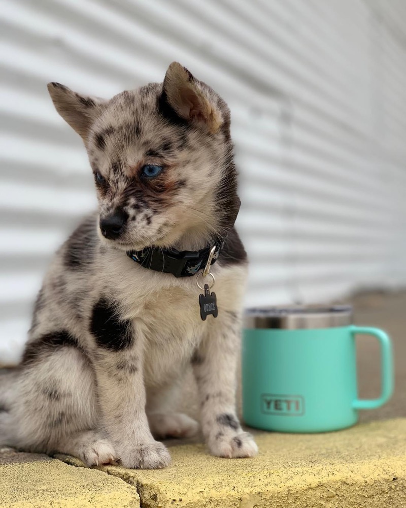 Ema, Pomsky puppy