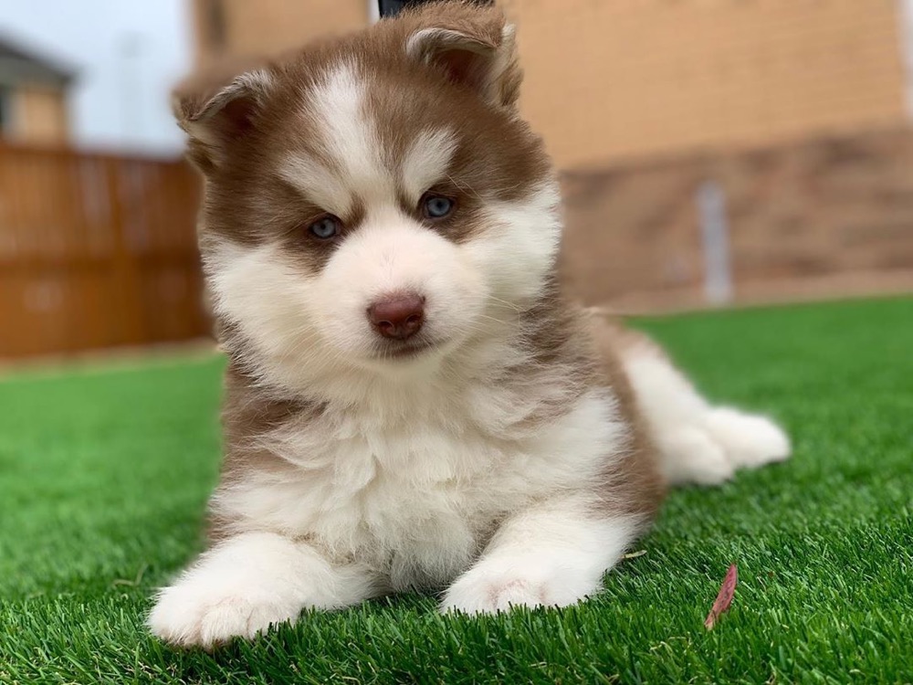 Jimmy, Pomsky puppy