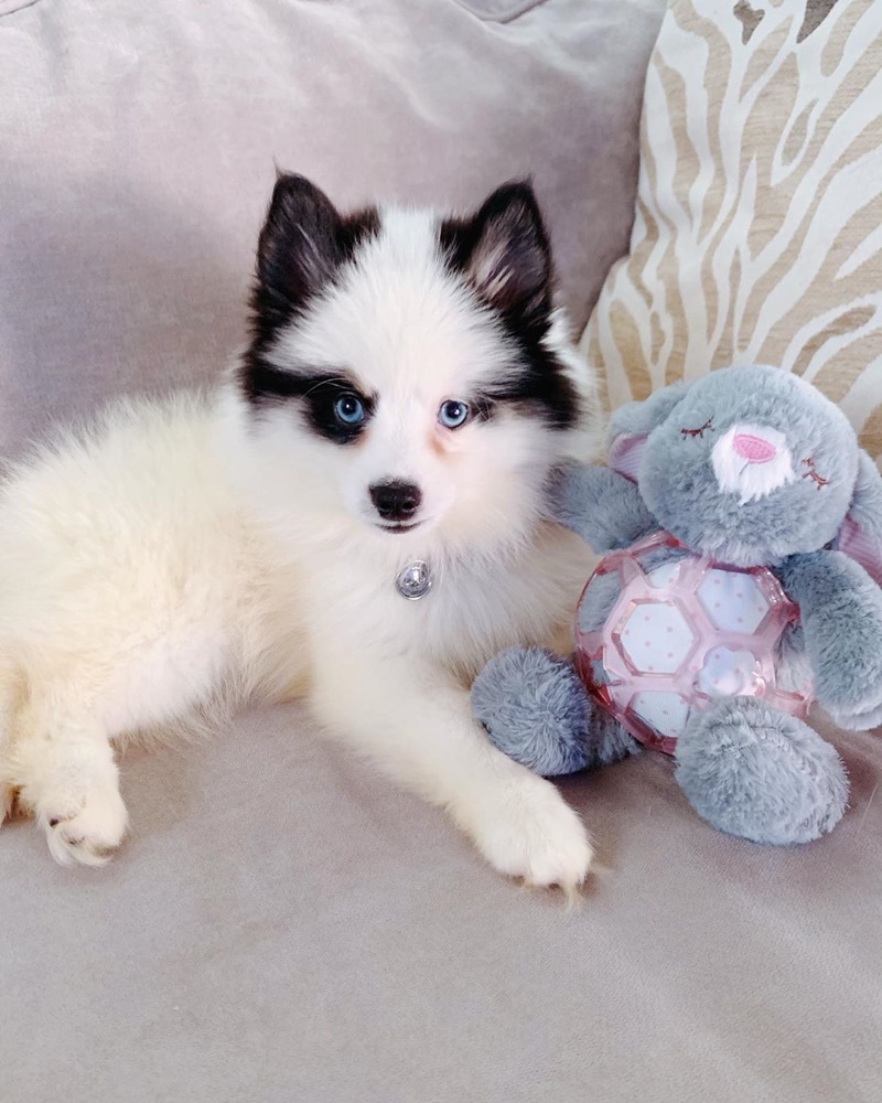 Khaleesi, Pomsky puppy