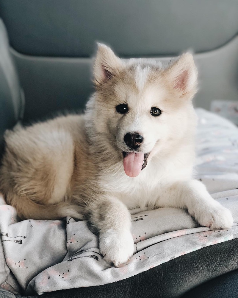 Pomsky puppy