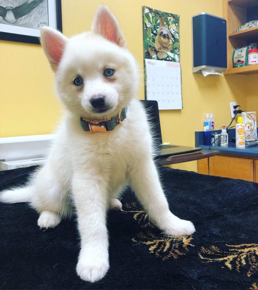 Lola, Pomsky puppy