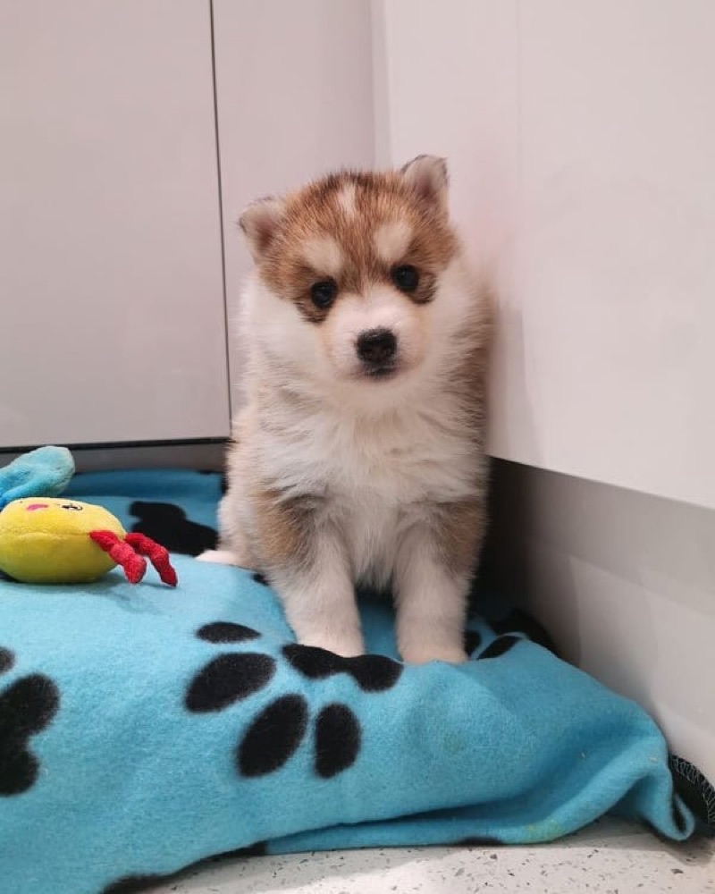 Tim, Pomsky puppy