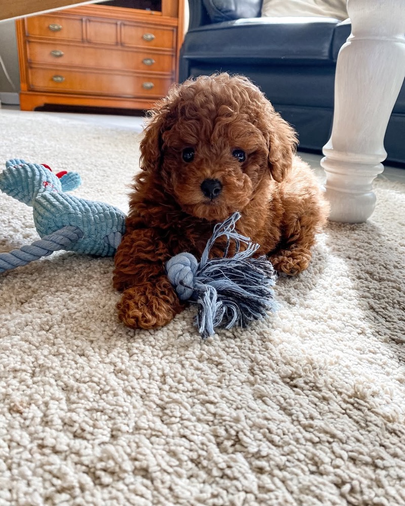 Poodle puppy