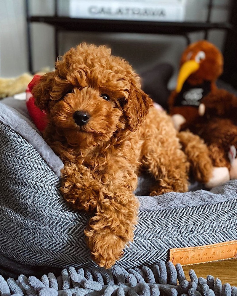 Chai, Poodle puppy