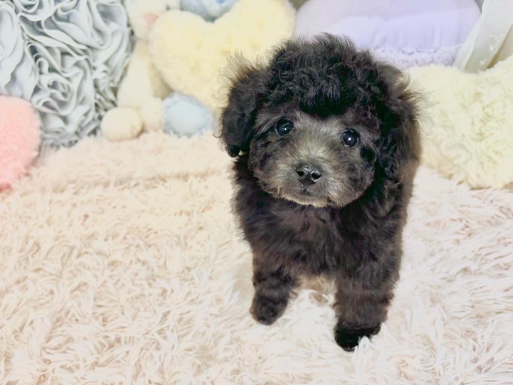 Coco, Poodle puppy