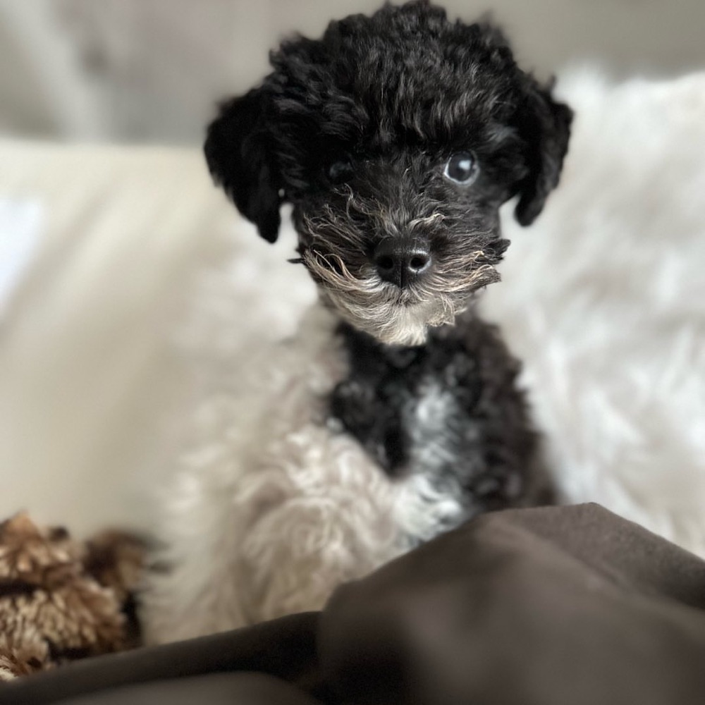 Curly, Poodle puppy
