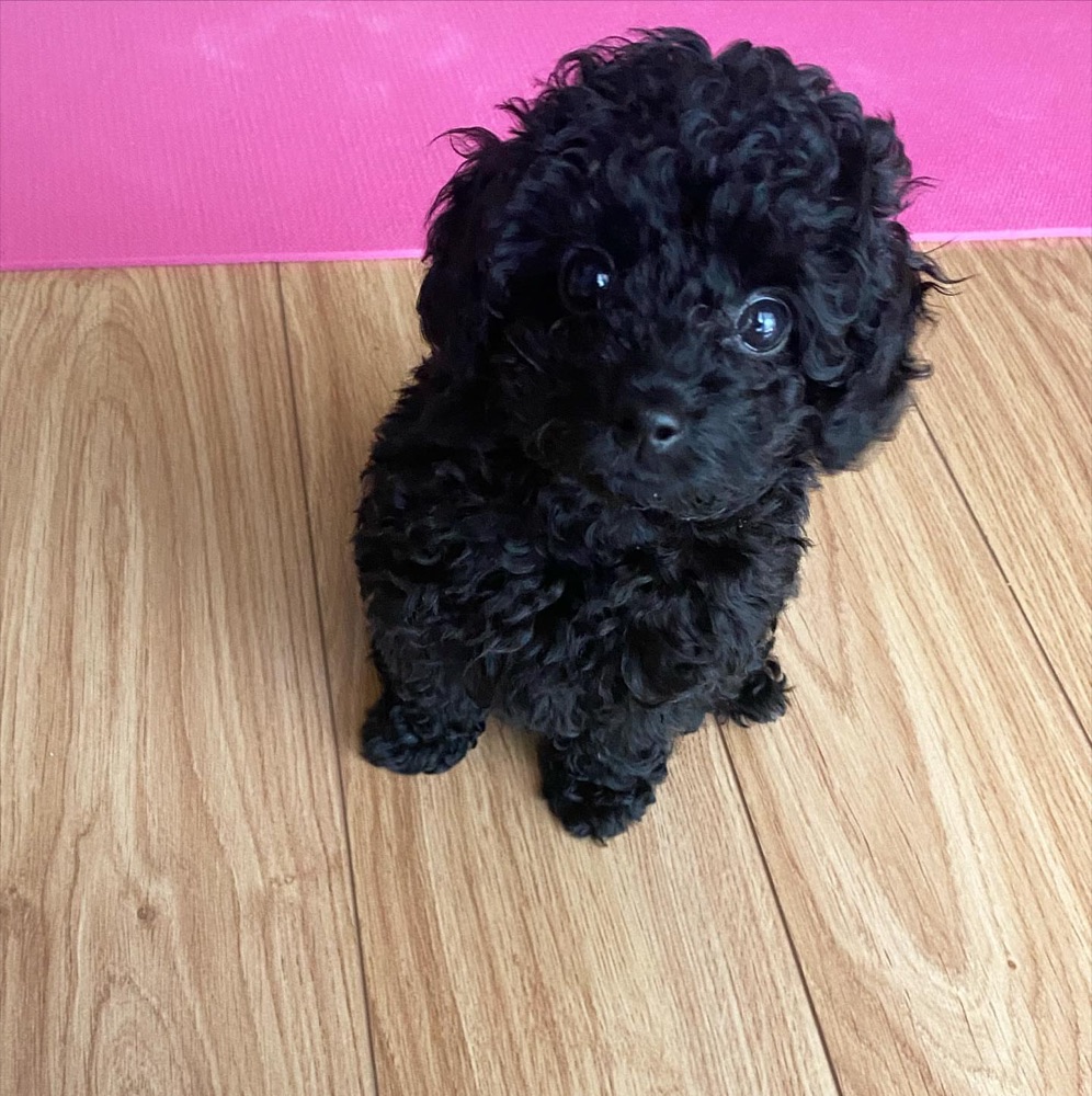 Kuromi, Poodle puppy