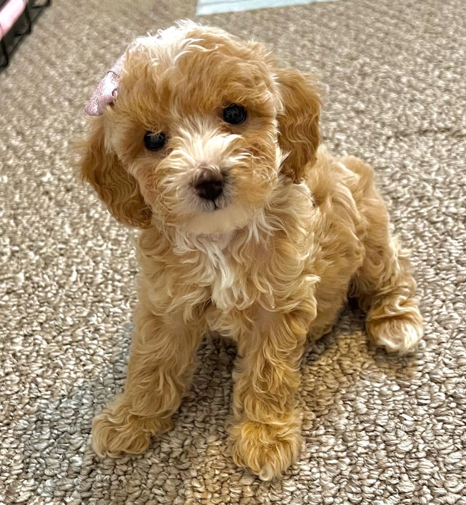 Maple, Poodle puppy