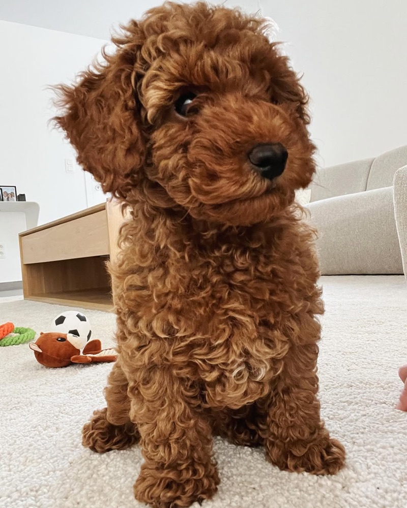 Maurice, Poodle puppy
