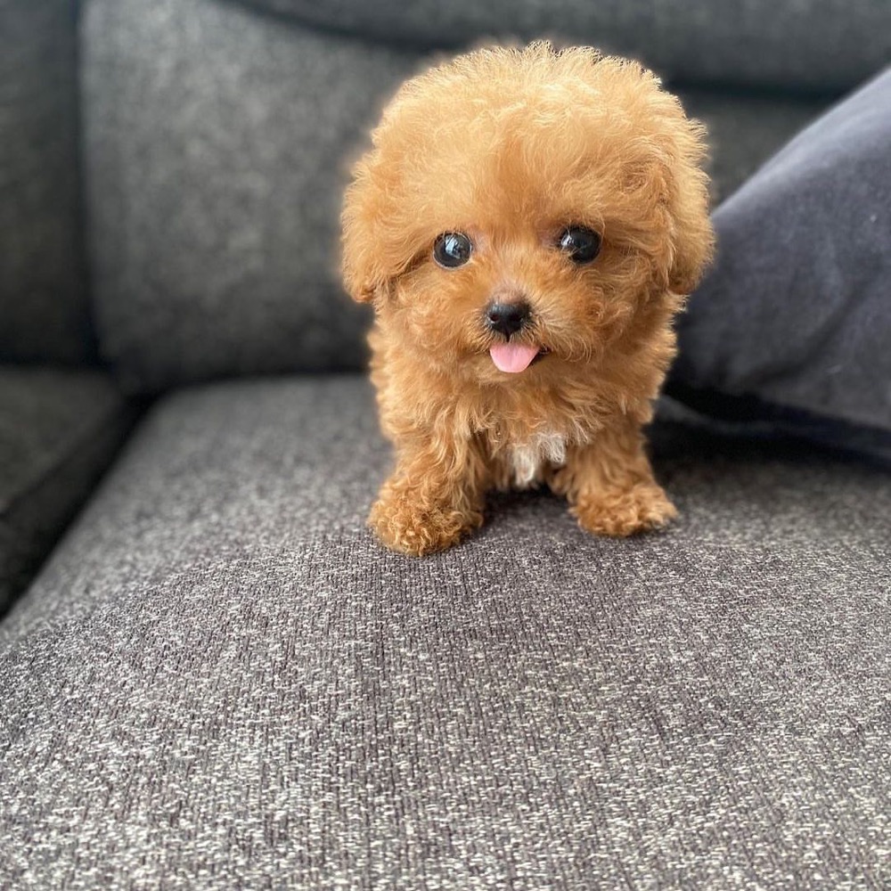 Pamer, Poodle puppy