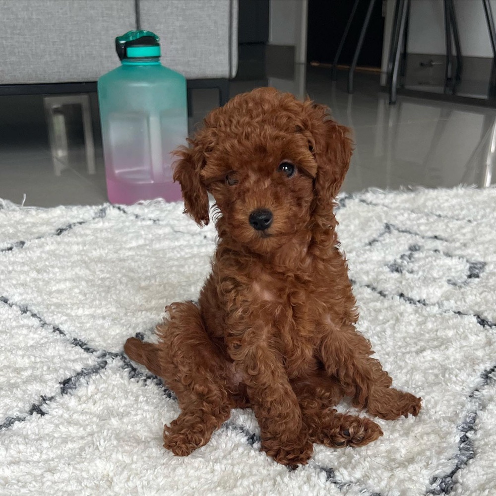 Puat, Poodle puppy