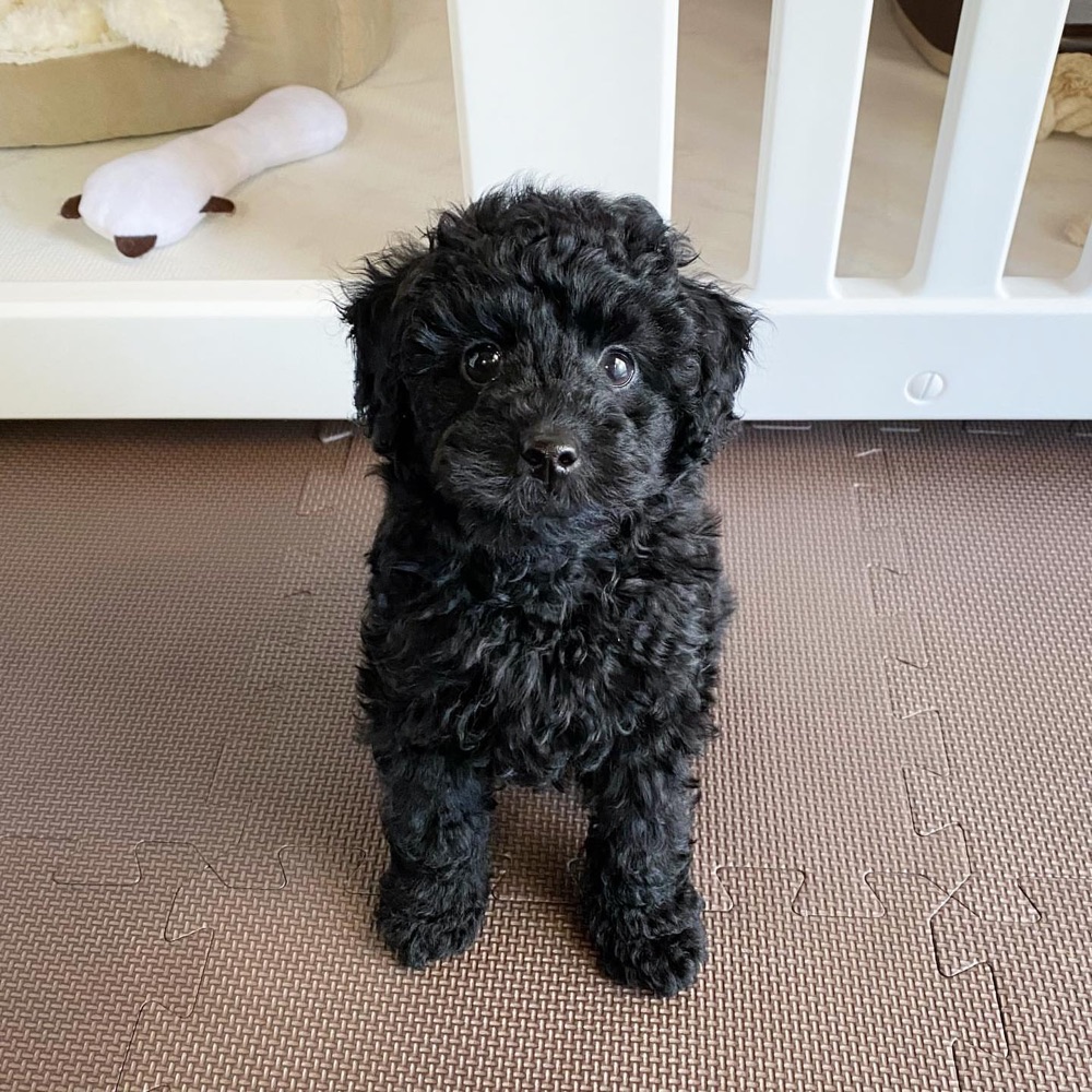 Roy, Poodle puppy