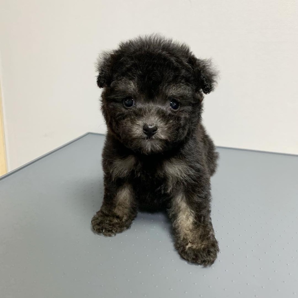 Vee, Poodle puppy
