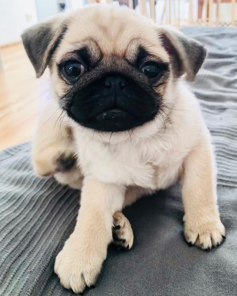 Pug puppy