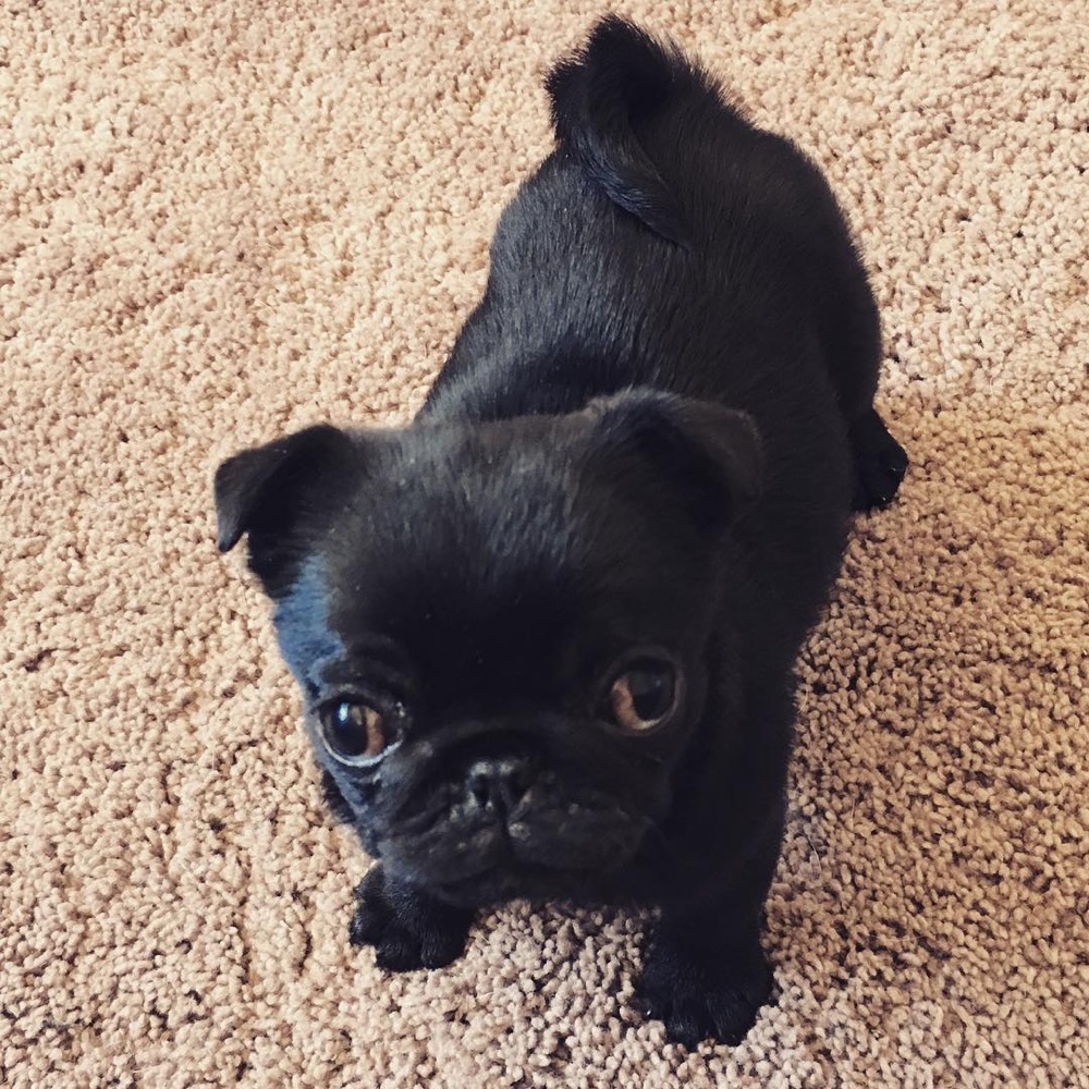 Kim, Pug puppy