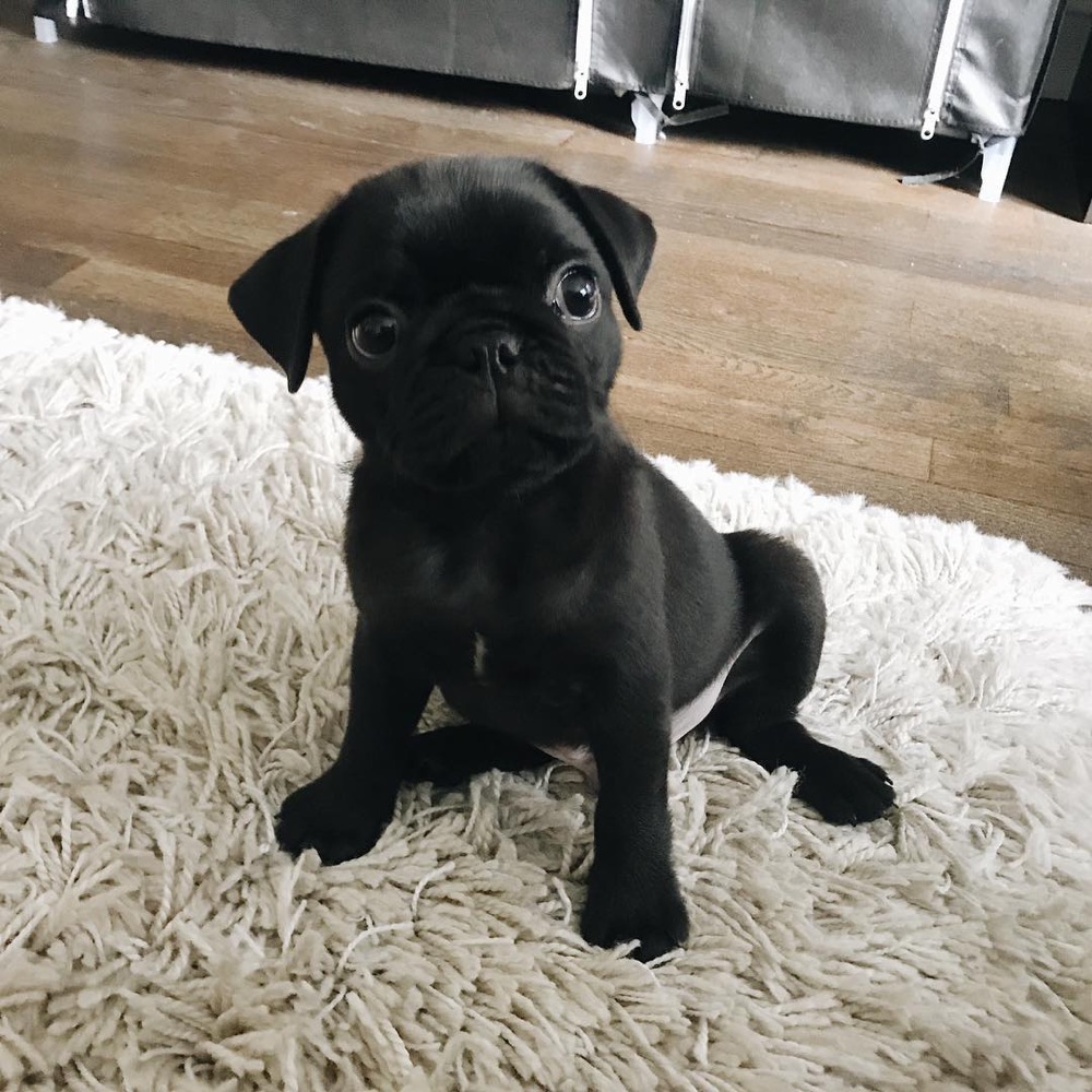 Mady, Pug puppy